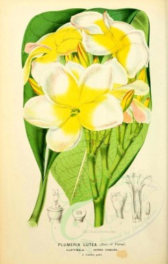 white_flowers-00103 - plumeria lutea [1956x3054]