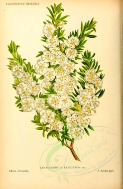 white_flowers-00117 - leptospermum lanigerum [1963x3006]