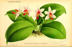 white_flowers-00120 - phalaenopsis violacea [3011x1959]