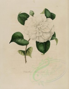 white_flowers-00146 - camellia nivea vera [2992x3831]