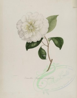 white_flowers-00149 - camellia pomponia semiplena [2920x3727]