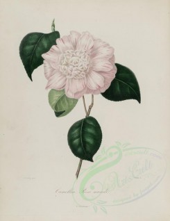 white_flowers-00152 - camellia rosa mundi [2849x3692]