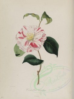 white_flowers-00154 - camellia tricolor [2785x3692]
