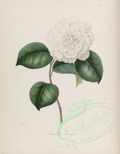 white_flowers-00173 - camellia lineata [2860x3646]