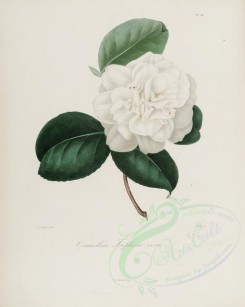 white_flowers-00184 - camellia triphosa vera [2900x3630]
