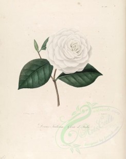 white_flowers-00189 - camellia decus italicum or camellia gloire d'italie [3005x3801]
