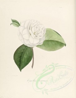 white_flowers-00196 - camellia innocenza [2845x3665]
