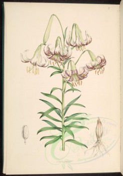 white_flowers-00210 - lilium polyphyllum [3991x5701]