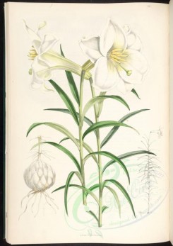 white_flowers-00211 - lilium wallichianum [4079x5773]