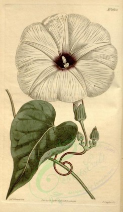 white_flowers-00230 - 1603-convolvulus candicans, Tenassee Bindweed [1864x3204]