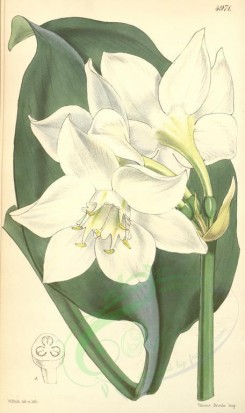 white_flowers-00245 - 4971-eucharis grandiflora, Large-flowered Eucharis [2064x3476]