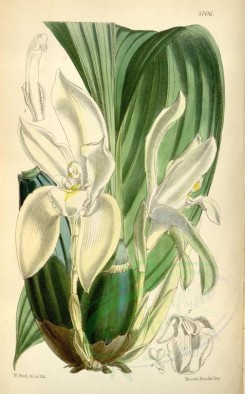 white_flowers-00259 - 5706-lycaste barringtoniae grandiflora, Mrs Barrington's Lycaste Large-flowered variety [2245x3613]