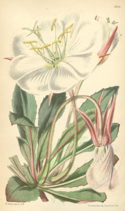 white_flowers-00267 - 5828-oenothera marginata, Red-nerved Evening Primrose [2058x3484]
