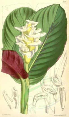 white_flowers-00282 - 6205-calathea leucostachys [2043x3427]