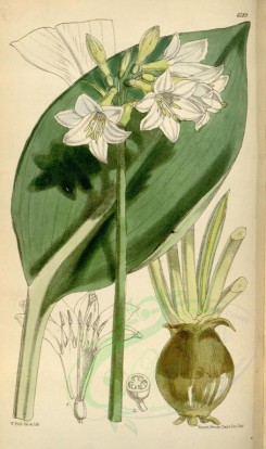 white_flowers-00286 - 6289-calliphruria subedentata [2157x3644]