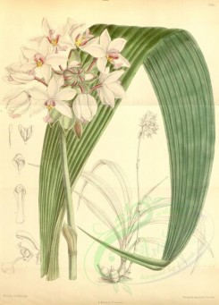 white_flowers-00323 - 7013-spathoglottis vieillardi [3310x4601]