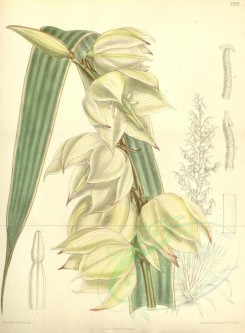 white_flowers-00341 - 7172-yucca rupicola [3281x4456]