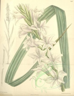 white_flowers-00350 - 7292-gladiolus oppositiflorum [3399x4362]