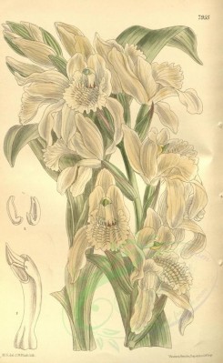white_flowers-00378 - 7955-chloraea crispa [2146x3490]