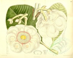 white_flowers-00422 - 8387-clusia grandiflora [4483x3548]