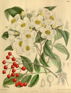 white_flowers-00456 - 8688-rosa cerasocarpa [3314x4307]