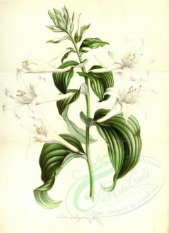white_flowers-00488 - funkia grandiflora [3630x5013]
