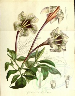 white_flowers-00491 - gardenia stanleyana [3737x4775]