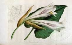 white_flowers-00512 - lilium cordifolium [3660x2291]
