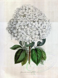 white_flowers-00517 - viburnum macrocephalum [3442x4617]