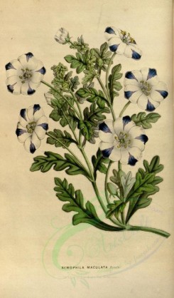 white_flowers-00550 - nemophila maculata [2121x3619]