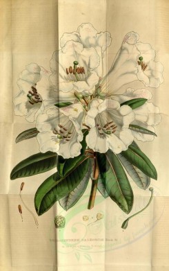 white_flowers-00552 - rhododendrum dalhousiae, 2 [4575x7292]