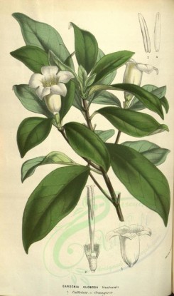 white_flowers-00711 - gardenia globosa [2189x3707]