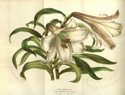 white_flowers-00712 - lilium odorum, lilium japonicum [4799x3651]