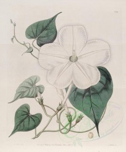 white_flowers-00748 - 889-ipomoea latiflora, Broad-flowered Ipomoea [3262x3940]