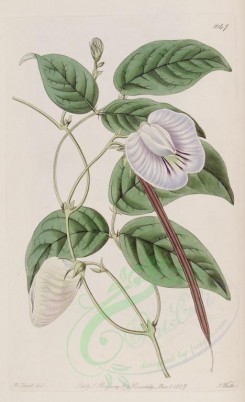 white_flowers-00770 - 1047-clitoria virginiana, Virginian Clitoria [2507x4108]