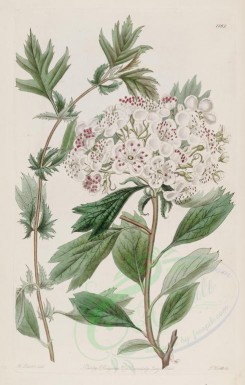 white_flowers-00785 - 1161-crataegus heterophylla, Various-leaved Hawthorn [2514x3943]