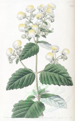 white_flowers-00802 - 1374-calceolaria diffusa, Spreading Calceolaria [2766x4446]