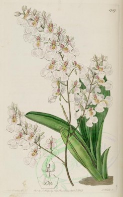 white_flowers-00861 - 1787-oncidium pulchellum, Pretty Oncidium [2813x4492]