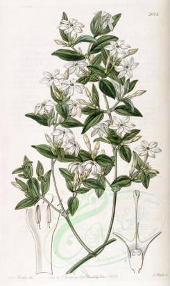 white_flowers-00883 - 2013-jasminum glaucum, Privet-leaved Jasmine [2677x4486]