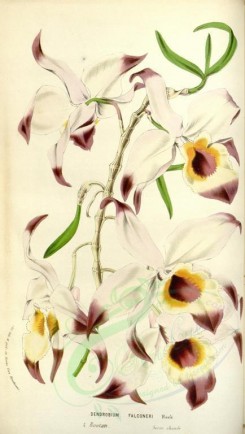 white_flowers-00928 - dendrobium falconeri [2115x3735]