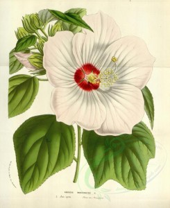 white_flowers-00933 - hibiscus moscheutos [3456x4229]