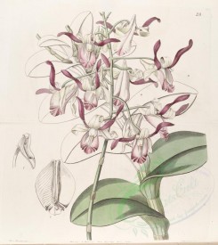 white_flowers-00969 - 028-dendrobium taurinum, Bull-headed Dendrobium [3472x3892]