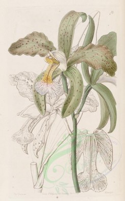 white_flowers-01012 - 059-Cattleya granulosa russelliana, Duke of Bedford's Rough-lipped Cattleya [2885x4606]
