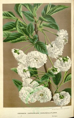 white_flowers-01056 - cerasus caproniana ranunculiflora [2316x3707]