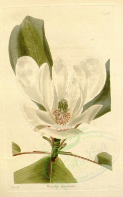 white_flowers-01092 - magnolia pyramidata [1729x2765]