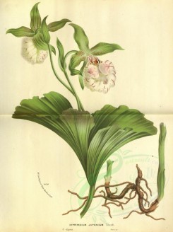 white_flowers-01100 - cypripedium japonicum [3585x4797]