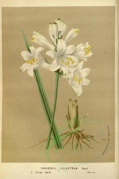 white_flowers-01110 - paradisia liliastrum [2374x3569]