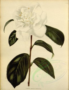 white_flowers-01114 - camellia japonica welbankiana [2413x3121]