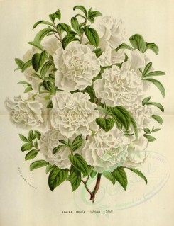 white_flowers-01117 - azalea indica [3660x4762]