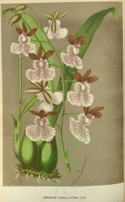 white_flowers-01137 - oncidium cucullatum [2267x3649]
